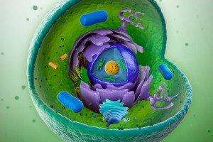 mitochondria respond by producing more ATP